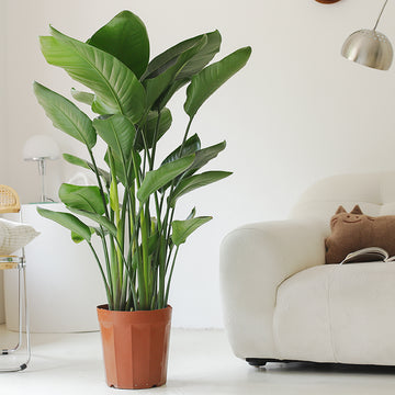 Indoor Bird of Paradise Plant