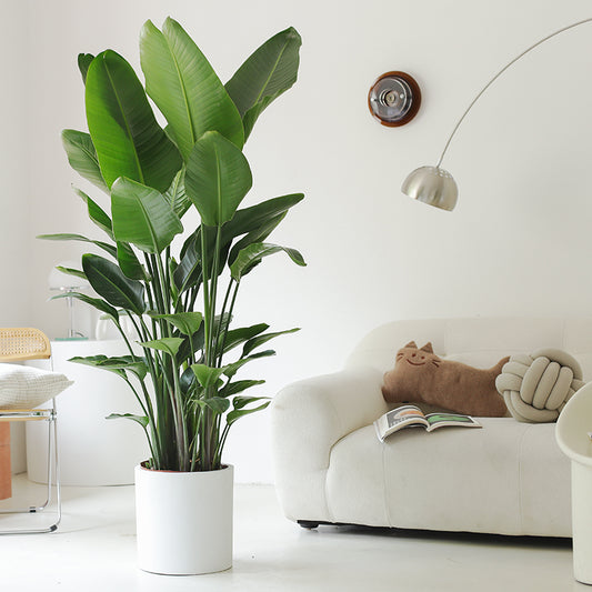 Indoor Bird of Paradise Plant