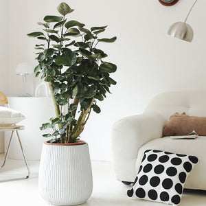 Indoor Polyscias Balfouriana Bailey Plant ( Money Pocket) Garden Plus