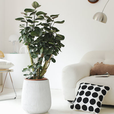 Indoor Polyscias Balfouriana Bailey Plant ( Money Pocket) Garden Plus