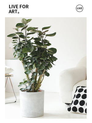 Indoor Polyscias Balfouriana Bailey Plant ( Money Pocket) Garden Plus