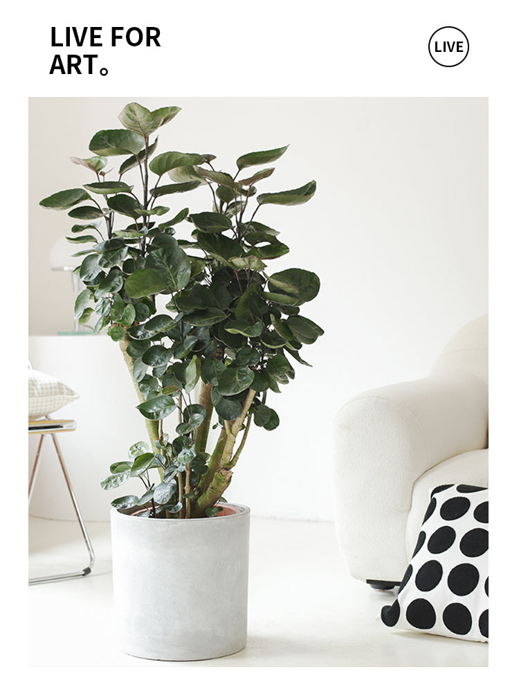 Indoor Polyscias Balfouriana Bailey Plant ( Money Pocket) Garden Plus