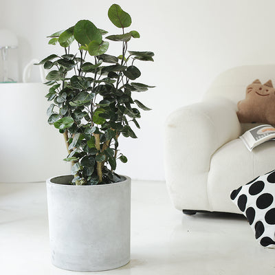 Indoor Polyscias Balfouriana Bailey Plant ( Money Pocket) Garden Plus