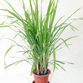 Lemon Grass Garden Plus