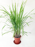 Lemon Grass Garden Plus