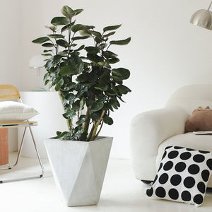 Indoor Polyscias Balfouriana Bailey Plant ( Money Pocket) Garden Plus