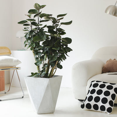 Indoor Polyscias Balfouriana Bailey Plant ( Money Pocket) Garden Plus