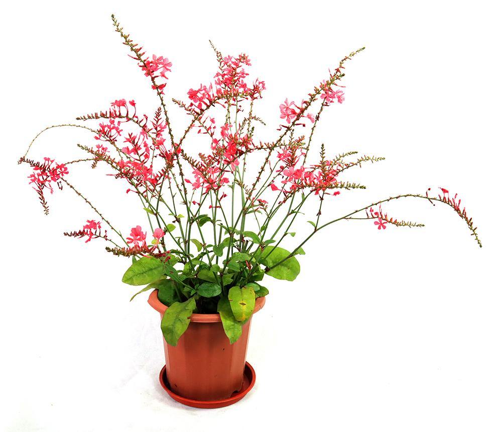 Plumbago Indica - Garden Plus