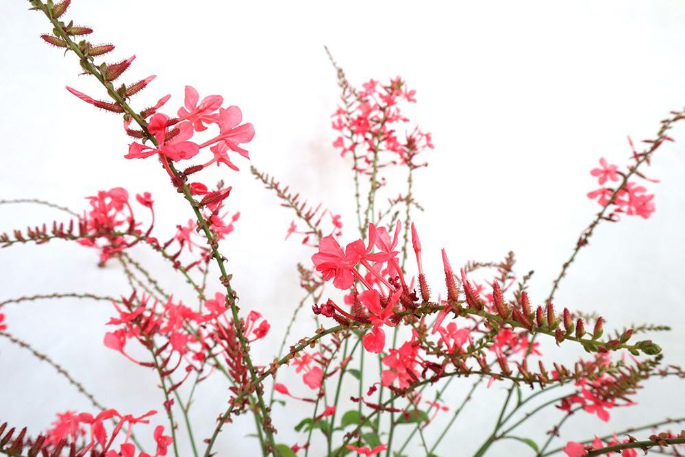 Plumbago Indica - Garden Plus