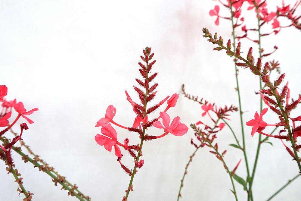 Plumbago Indica - Garden Plus
