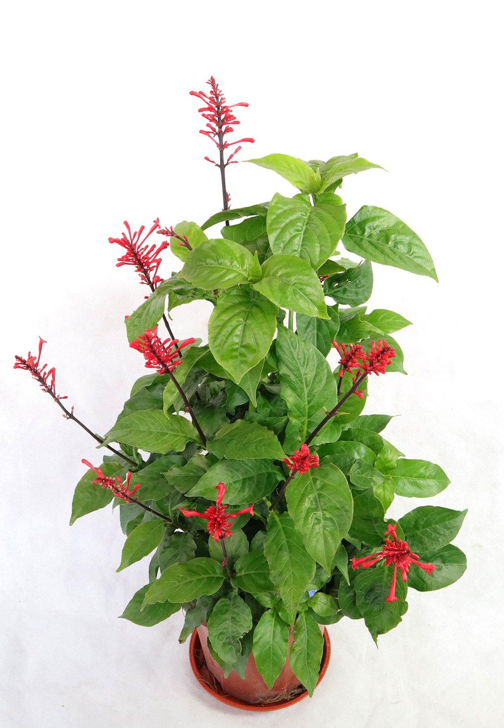 Odontonema Tubaeforme Garden Plus