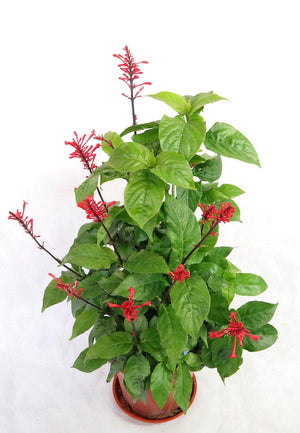 Odontonema Tubaeforme Garden Plus