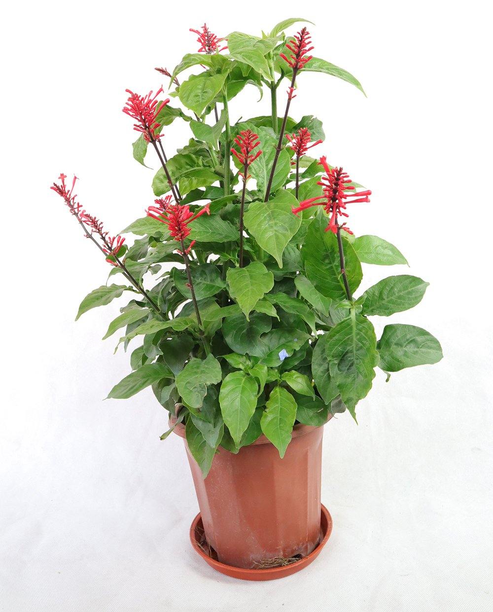 Odontonema Tubaeforme Garden Plus