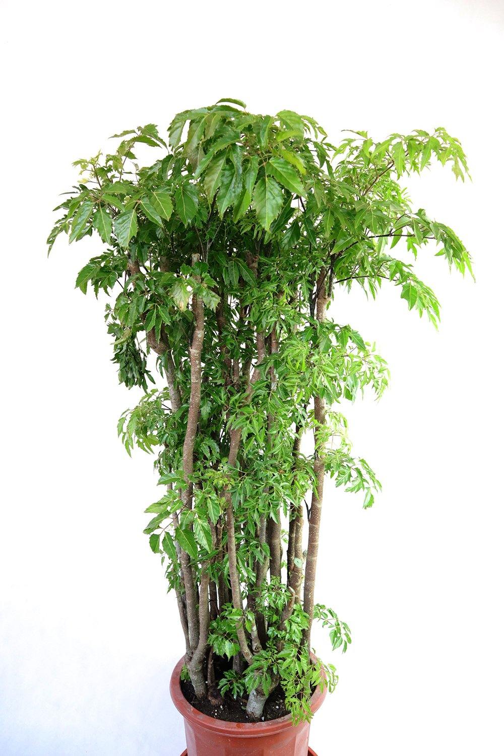 Polyscias Garden Plus