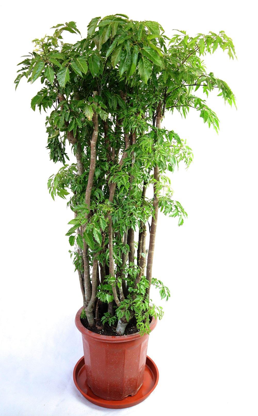 Polyscias Garden Plus