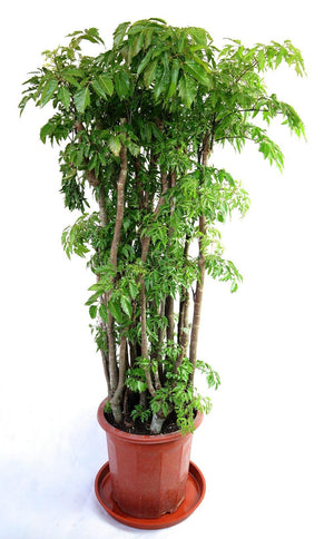 Polyscias Garden Plus