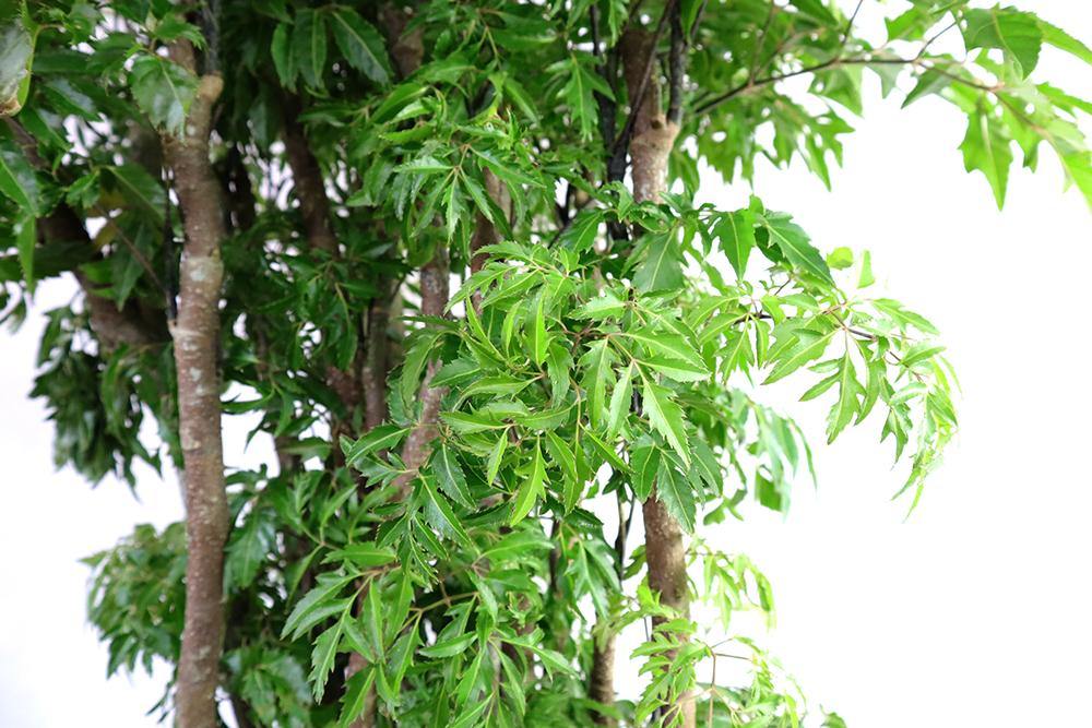 Polyscias Garden Plus