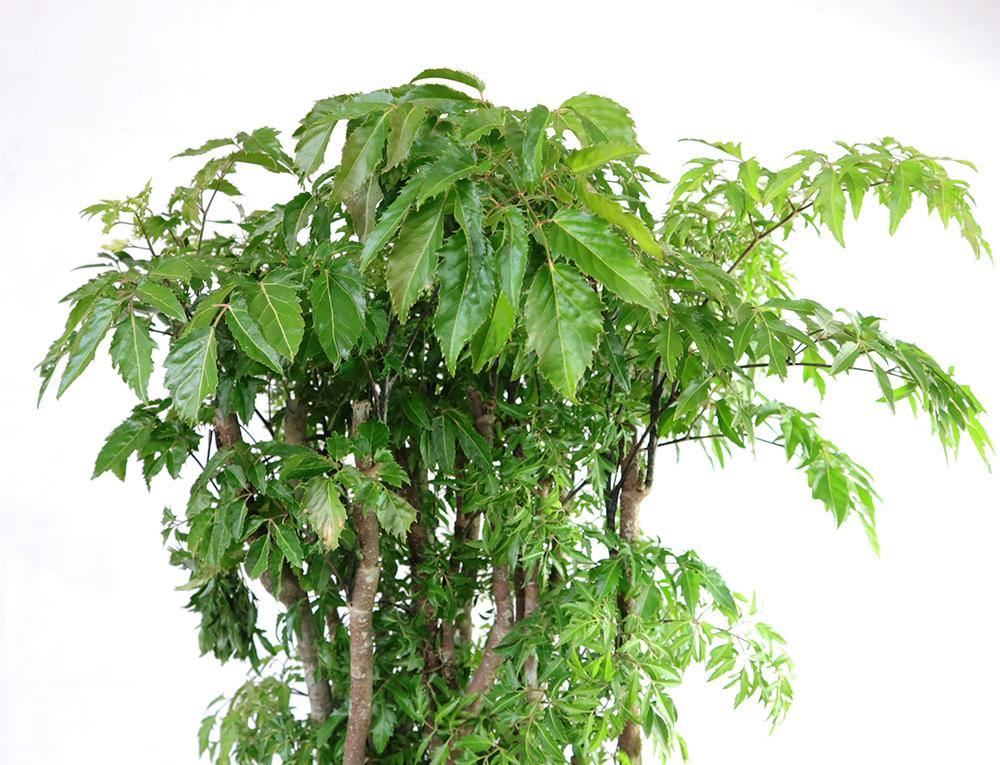 Polyscias Garden Plus