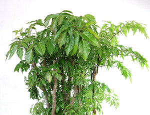 Polyscias Garden Plus