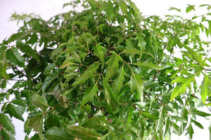 Polyscias Garden Plus