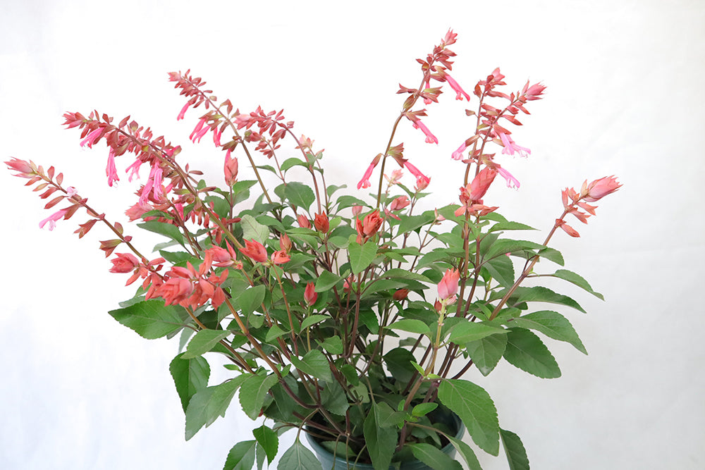 Salvia Splendens Large Type Garden Plus