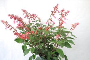 Salvia Splendens Large Type Garden Plus