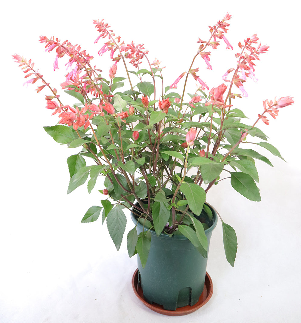 Salvia Splendens Large Type Garden Plus