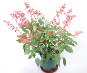Salvia Splendens Large Type Garden Plus