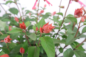Salvia Splendens Large Type Garden Plus