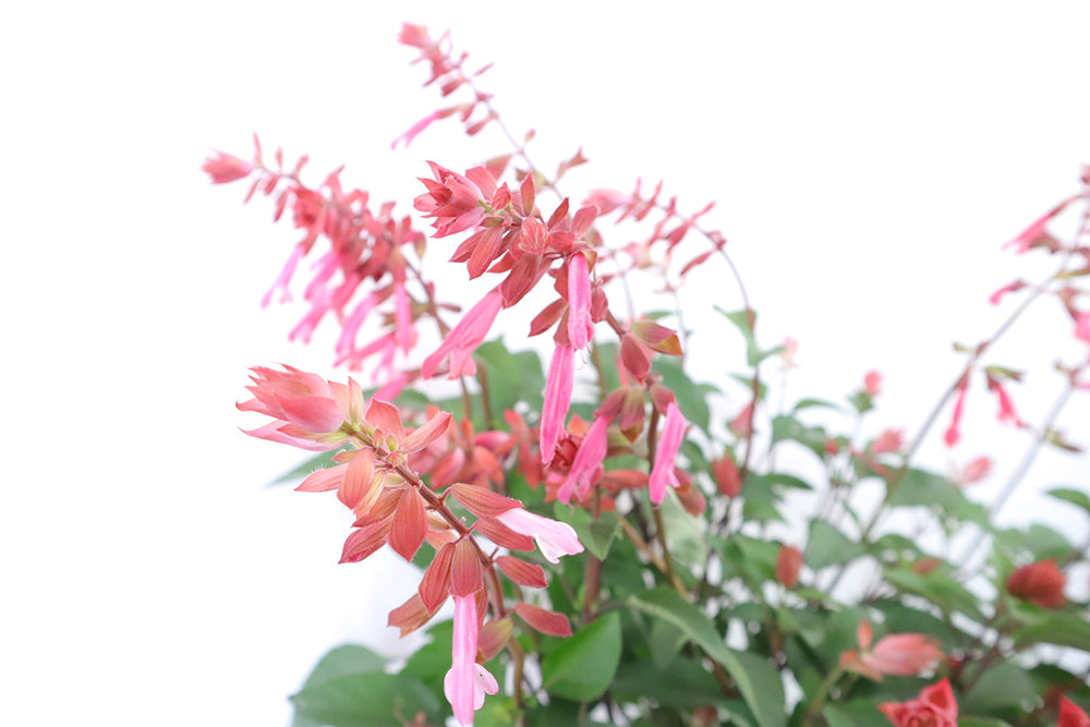 Salvia Splendens Large Type Garden Plus