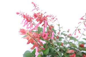 Salvia Splendens Large Type Garden Plus