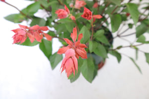 Salvia Splendens Large Type Garden Plus