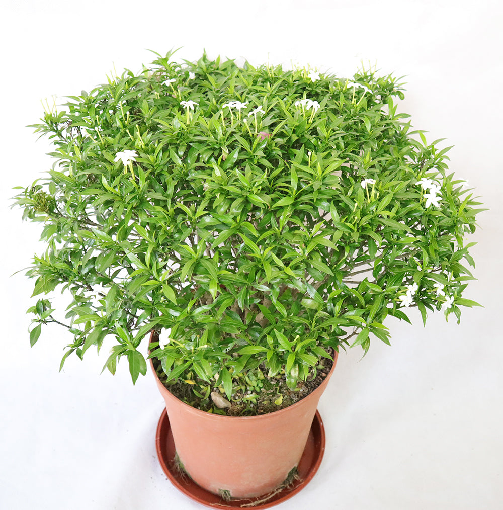 Sampaguita Jasmine Garden Plus