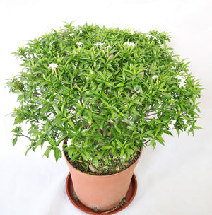 Sampaguita Jasmine Garden Plus