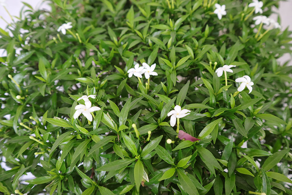 Sampaguita Jasmine Garden Plus