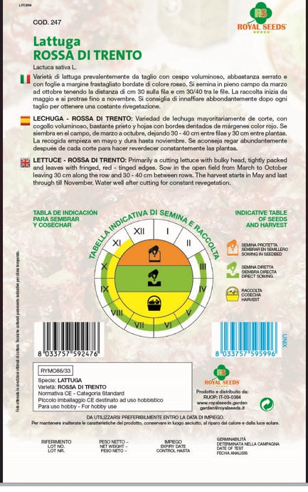 Lettuce Rosso di Trento- Royal Seed RYMO86/33 - COD.247