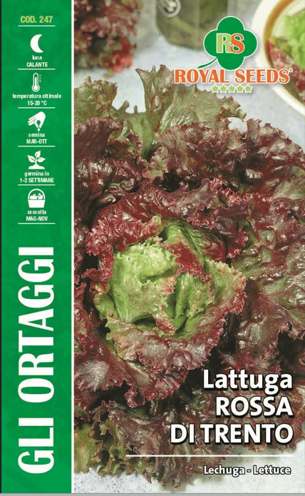 Lettuce Rosso di Trento- Royal Seed RYMO86/33 - COD.247