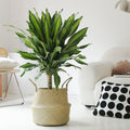 Indoor Dracaena Fragrans (Corn) Plant Garden Plus