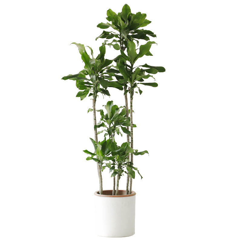 Indoor Threaded Iron Green Plant Garden Plus