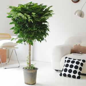 Indoor Radermachera Sinica Plant (Happiness Tree) Garden Plus