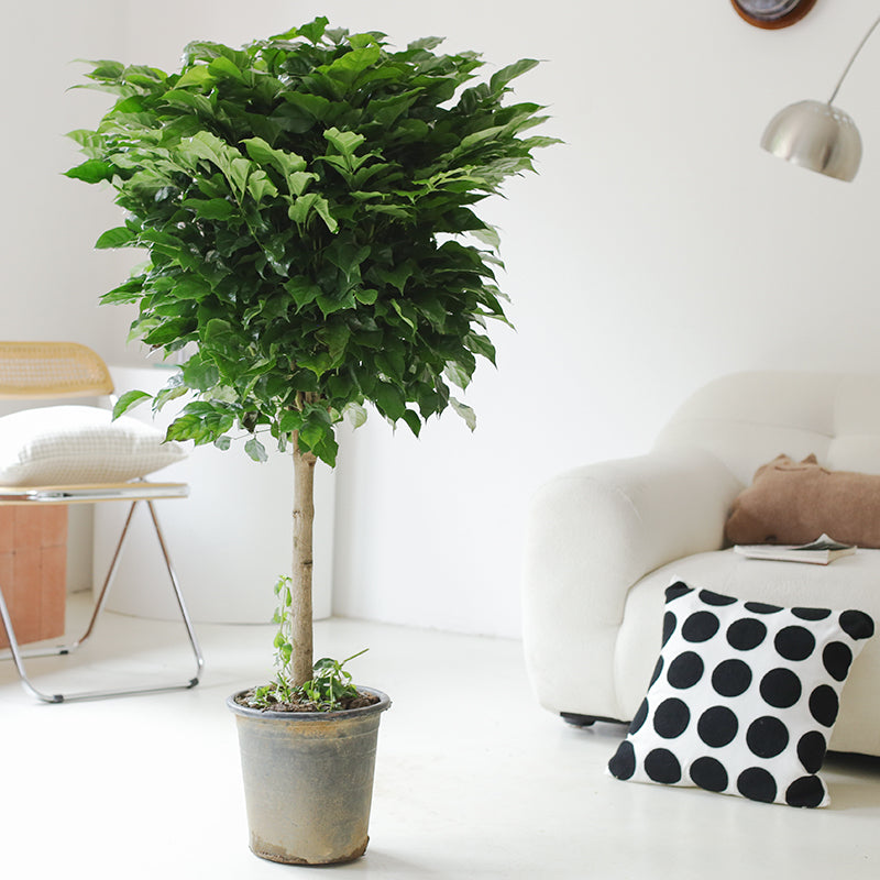 Indoor Radermachera Sinica Plant (Happiness Tree) Garden Plus