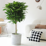 Indoor Radermachera Sinica Plant (Happiness Tree) Garden Plus