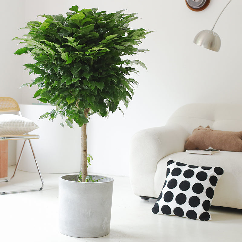 Indoor Radermachera Sinica Plant (Happiness Tree) Garden Plus