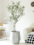 Indoor Olive Tree Plant (Olea Europaea) Garden Plus