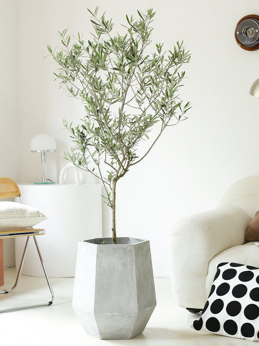 Indoor Olive Tree Plant (Olea Europaea)