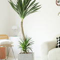 Indoor Dutch Iron Dracaena Plant Garden Plus