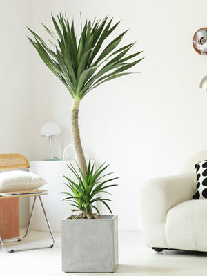 Indoor Dutch Iron Dracaena Plant Garden Plus