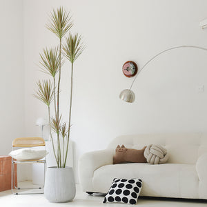 Indoor Multi-Head Dracaena Marginata Plant (Dragon Tree) Garden Plus