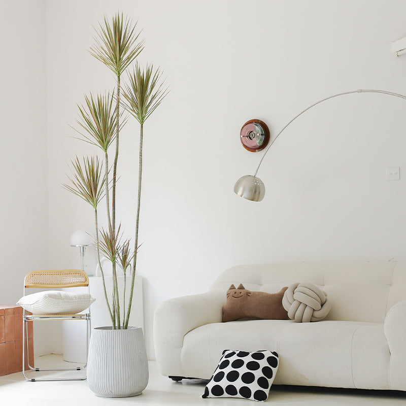 Indoor Multi-Head Dracaena Marginata Plant (Dragon Tree) Garden Plus