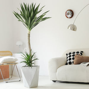 Indoor Dutch Iron Dracaena Plant Garden Plus